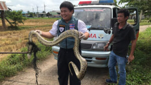 กู้ภัยจับงูเหลือมตื่นเต้นจนออกอาการ