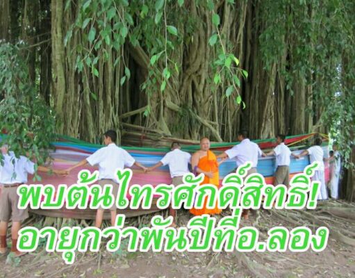 พบต้นไทรศักดิ์สิทธิ์อายุพันปี ผู้ที่มีบุตรยากมาขอพรจะสมหวังทุกราย เป็นต้นไทรใหญ่ที่สุดในโลก