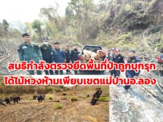(มีคลิป)เจ้าหน้าที่ป่าสนธิกำลังตรวจยึดพื้นที่ป่าถูกบุกรุกป่าแม่หลู้ตะวันออกม.7ต.แม่ปานอ.ลองตรวจยึดคืนผืนป่าและไม้หวงห้าม