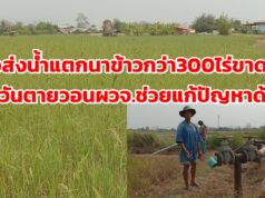 (มีคลิป)ท่อส่งน้ำพลังไฟฟ้าแตกทำให้นาข้าวกว่า 300 ไร่ ที่บ้านดอนแก้ว อำเภอสูงเม่น ขาดน้ำรอวันแห้งตาย