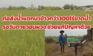 (มีคลิป)ท่อส่งน้ำพลังไฟฟ้าแตกทำให้นาข้าวกว่า 300 ไร่ ที่บ้านดอนแก้ว อำเภอสูงเม่น ขาดน้ำรอวันแห้งตาย
