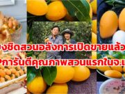 ออกสู่ตลาดแล้ว มะยงชิดสวนอลังการ เนื้อแน่น กรอบ หวานอมเปรี้ยวนิดๆเหมาะเป็นของฝากของคนที่คุณรัก