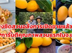 ออกสู่ตลาดแล้ว มะยงชิดสวนอลังการ เนื้อแน่น กรอบ หวานอมเปรี้ยวนิดๆเหมาะเป็นของฝากของคนที่คุณรัก