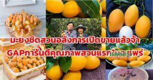 ออกสู่ตลาดแล้ว มะยงชิดสวนอลังการ เนื้อแน่น กรอบ หวานอมเปรี้ยวนิดๆเหมาะเป็นของฝากของคนที่คุณรัก