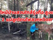 (มีคลิป)เพลิงโหมไหม้บ้านสวนใกล้รุ่ง น่าสงสารวัวพันธุ์ผสมแม่ลูกโดนไฟลวกหวิดตายคากองเพลิง