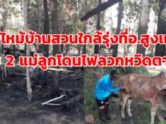 (มีคลิป)เพลิงโหมไหม้บ้านสวนใกล้รุ่ง น่าสงสารวัวพันธุ์ผสมแม่ลูกโดนไฟลวกหวิดตายคากองเพลิง