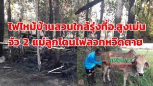 (มีคลิป)เพลิงโหมไหม้บ้านสวนใกล้รุ่ง น่าสงสารวัวพันธุ์ผสมแม่ลูกโดนไฟลวกหวิดตายคากองเพลิง