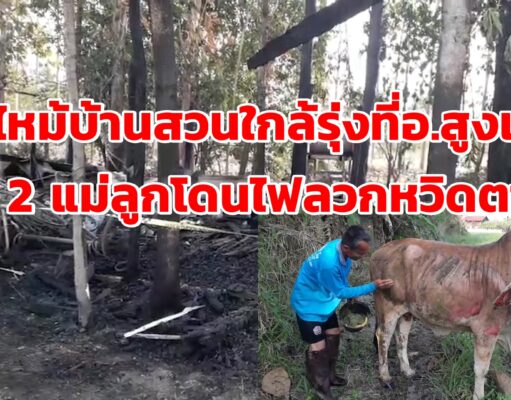 (มีคลิป)เพลิงโหมไหม้บ้านสวนใกล้รุ่ง น่าสงสารวัวพันธุ์ผสมแม่ลูกโดนไฟลวกหวิดตายคากองเพลิง