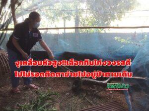 (มีคลิป)งูเหลือมหัวสูง!!เลือกกินไก่งวงรสดีแต่ไปไม่รอดติดตาข่ายต้องไปอยู่ป่าตามเดิม