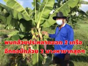 (มีคลิป)พบกล้วยประหลาดออก 2 เครืออีกกอมีกล้วย 2นางหาดูยากสุดๆฟาร์มบีชบาร์