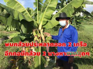 (มีคลิป)พบกล้วยประหลาดออก 2 เครืออีกกอมีกล้วย 2นางหาดูยากสุดๆฟาร์มบีชบาร์