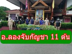 ศอ.ปส.อ.ลอง ลุยพื้นที่ ต.เวียงต้า รวบ 3 ผู้ต้องหา พร้อมต้นกัญชาสด 11 ต้น