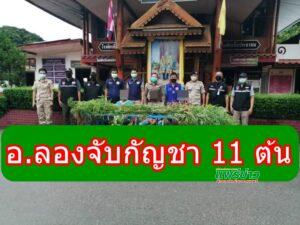 ศอ.ปส.อ.ลอง ลุยพื้นที่ ต.เวียงต้า รวบ 3 ผู้ต้องหา พร้อมต้นกัญชาสด 11 ต้น