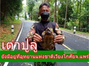 “เต่าปูลู”ยังมีอยู่ตามธรรมชาติที่อุทยานแห่งชาติเวียงโกศัย