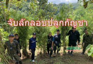 จับลักลอบปลูกกัญชา 76 ต้น