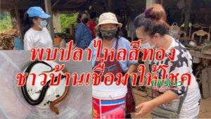 (มีคลิป)พบปลาไหลสีทองในวันออกพรรษาเชื่อเป็นลูกหลานนาคีมาให้โชค