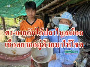 (มีคลิป)ตา-ยายดีใจดักได้ปลาไหลเผือกเชื่ออยากอยู่ด้วยคงมาให้โชค