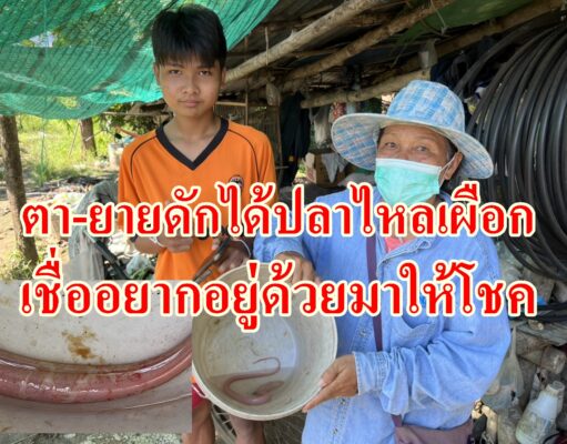 (มีคลิป)ตา-ยายดีใจดักได้ปลาไหลเผือกเชื่ออยากอยู่ด้วยคงมาให้โชค