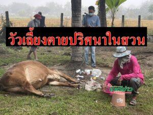 (มีคลิป)พ่อบ้านเศร้าวัวเลี้ยงในสวนล้มตายปริศนารวดเดียว 3 ตัว