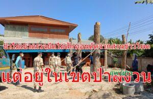 ป่าไม้เข้าตรวจยึดไม้สักท่อนตัดจากสวนข้าวโพดแต่อยู่ในเขตป่าสงวน