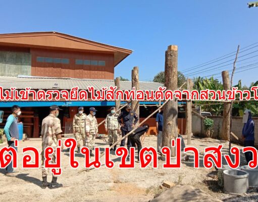 ป่าไม้เข้าตรวจยึดไม้สักท่อนตัดจากสวนข้าวโพดแต่อยู่ในเขตป่าสงวน