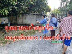 (มีคลิป)คุณยายตกใจสุดขีดออกตามหาแมวกลับเจองูเหลือมยาว 3เมตรเข้าบ้าน