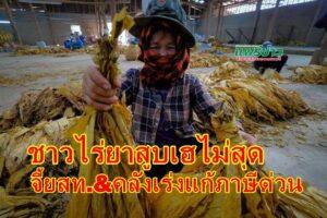 เกษตรกรชาวไร่ยาสูบ เฮไม่สุด จี้เร่งแก้โครงสร้างภาษียาสูบโดยด่วน