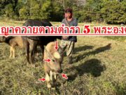 พบพญาควายตามตำรา 5 พระองค์ ต้องยกครอบครัวมานอนเฝ้าหวั่นคนมาขโมย