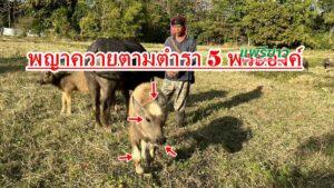 พบพญาควายตามตำรา 5 พระองค์ ต้องยกครอบครัวมานอนเฝ้าหวั่นคนมาขโมย