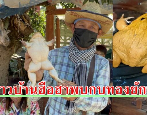 (มีคลิป) หนุ่มใหญ่ไถ่ชีวิตกบทองยักษ์หลังถูกโฉลกกับกบถูกหวย 27 งวดติดต่อกัน
