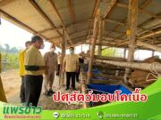 ปศุสัตว์ จ.แพร่ มอบโคเนื้อ ตามโครงการประชารัฐพัฒนาอาชีพการเลี้ยงโคเนื้อ ภายใต้โครงการธนาคารโค-กระบือเพื่อเกษตรกรตามพระราชดำริ