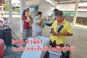 อบต.นาจักรออกฉีดวัคซีนป้องกันโรคพิษสุนัขบ้า