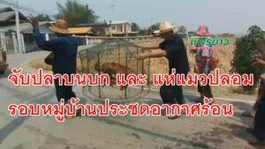 จับปลาบนบก และ แห่แมวปลอม รอบหมู่บ้านประชดอากาศร้อน