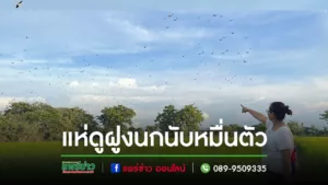 (มีคลิป) แห่ชมฝูงนกนับหมื่นตัวแตกรังสวยงามราวภาพวาดกลางท้องฟ้า