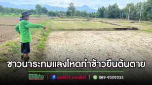 (มีคลิป)ชาวนาระทมต้องไถข้าวทิ้งหันมาปลูกข้าวโพดแทนหลังเจอแล้งหนักไม่มีน้ำใส่ข้าว