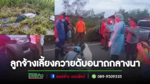 (มีคลิป)ลูกจ้างเลี้ยงควายเป็นลมชักขณะเกี่ยวหญ้าฟุบหน้าค่ำกลางนาดับอนาถ
