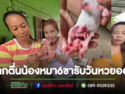 (มีคลิป)ชาวบ้านถิ่นแตกตื่นสุนัขออกลูก 6 ขา รับวันหวยออกเชื่อมาให้โชค