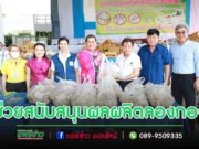 (มีคลิป)เทศบาลเมืองแพร่ ช่วยสนับสนุนผลผลิตลองกองจากเกษตรกรจังหวัดแพร่