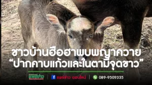 (มีคลิป)พบลูกควายแปลก“ปากคาบแก้วและในตามีจุดขาว”เป็นน้องพญาควายที่เกิดก่อนหน้านี้