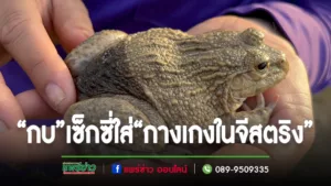(มีคลิป)พบ“กบ”สุดเซ็กซี่มีรอยปานดำเหมือนใส่“กางเกงในจีสตริง”