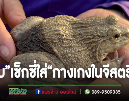 (มีคลิป)พบ“กบ”สุดเซ็กซี่มีรอยปานดำเหมือนใส่“กางเกงในจีสตริง”