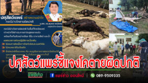ปศุสัตว์แพร่ ชี้แจงสร้างความเข้าใจกรณีข่าวโค(วัว)ตายผิดปกติ