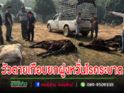 วัวโครงการชุมชนสร้างไทยตายเกือบยกฝูง”หวั่นโรคระบาด”