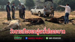 วัวโครงการชุมชนสร้างไทยตายเกือบยกฝูง”หวั่นโรคระบาด”