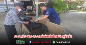 อบต.เวียงทองออกบริการฉีดวัคซีนป้องกันและควบคุมโรคพิษสุนัขบ้า