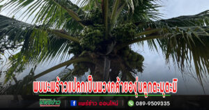 พบมะพร้าวแปลกเป็นพวงคล้ายองุ่นลูกตะมุตะมิ