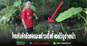 (มีคลิป)โจรเหิมหนักลักตัดยอดมะพร้าวเตี้ย ทิ้งตอไว้ดูต่างหน้า