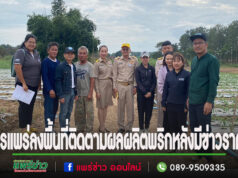 เกษตรแพร่ ลงพื้นที่ติดตามสถานการณ์การผลิตพริก ในอำเภอหนองม่วงไข่ หลังมีการเสนอข่าวราคาตกแนะเกษตรกรรายเดี่ยวเข้ารวมกลุ่มแปลงใหญ่จะขายได้ราคาดี